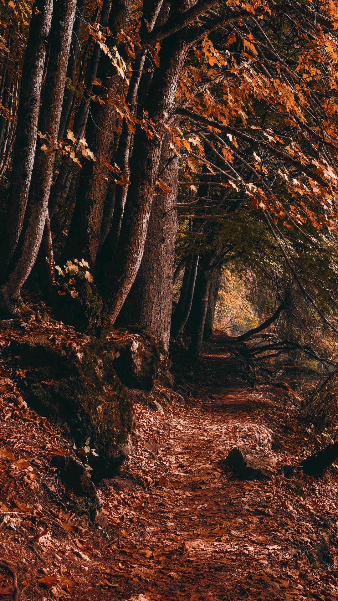 Naturlandschaft, Menschen in Der Natur, Holz, Stamm, Zweig. Wallpaper in 1080x1920 Resolution