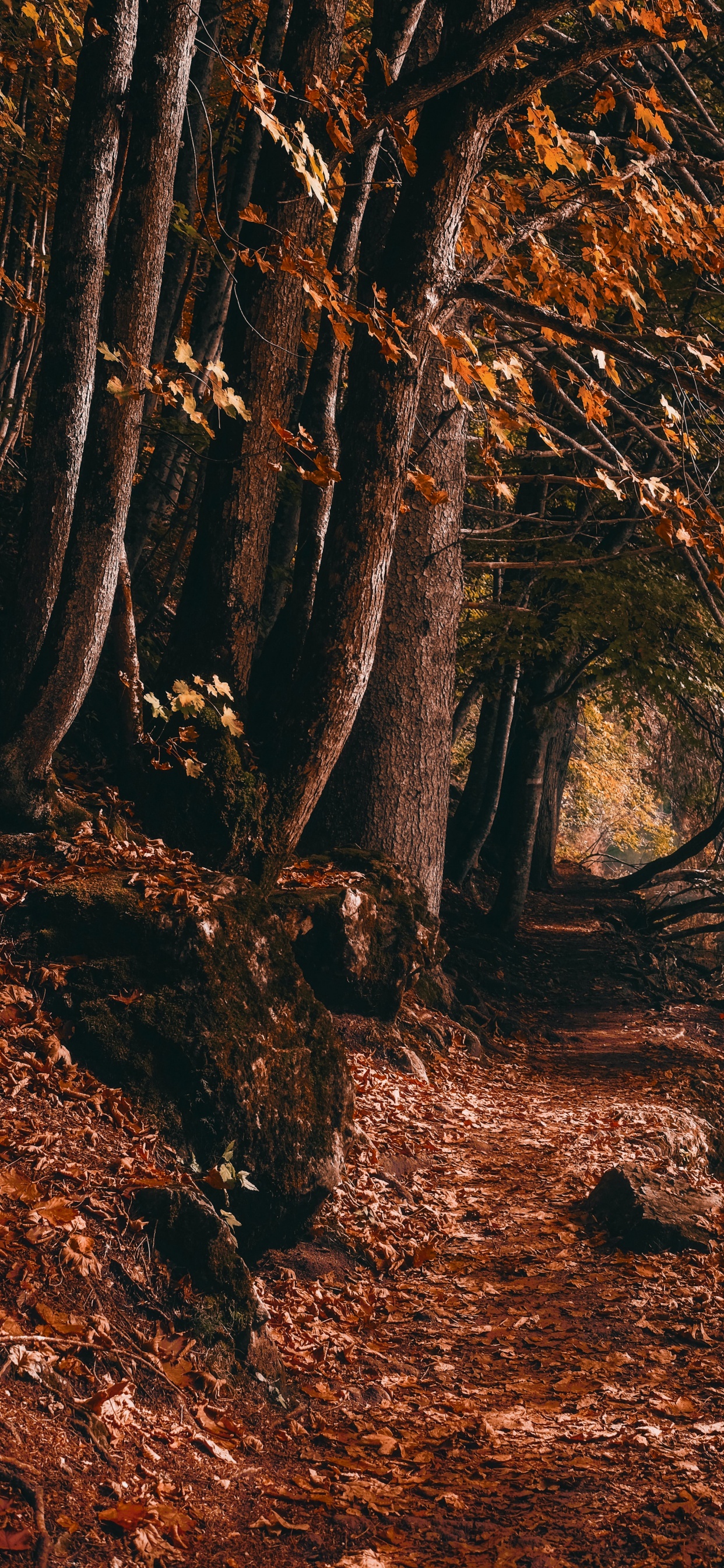 Woodland, Graphics, Plant, Natural Landscape, People in Nature. Wallpaper in 1242x2688 Resolution