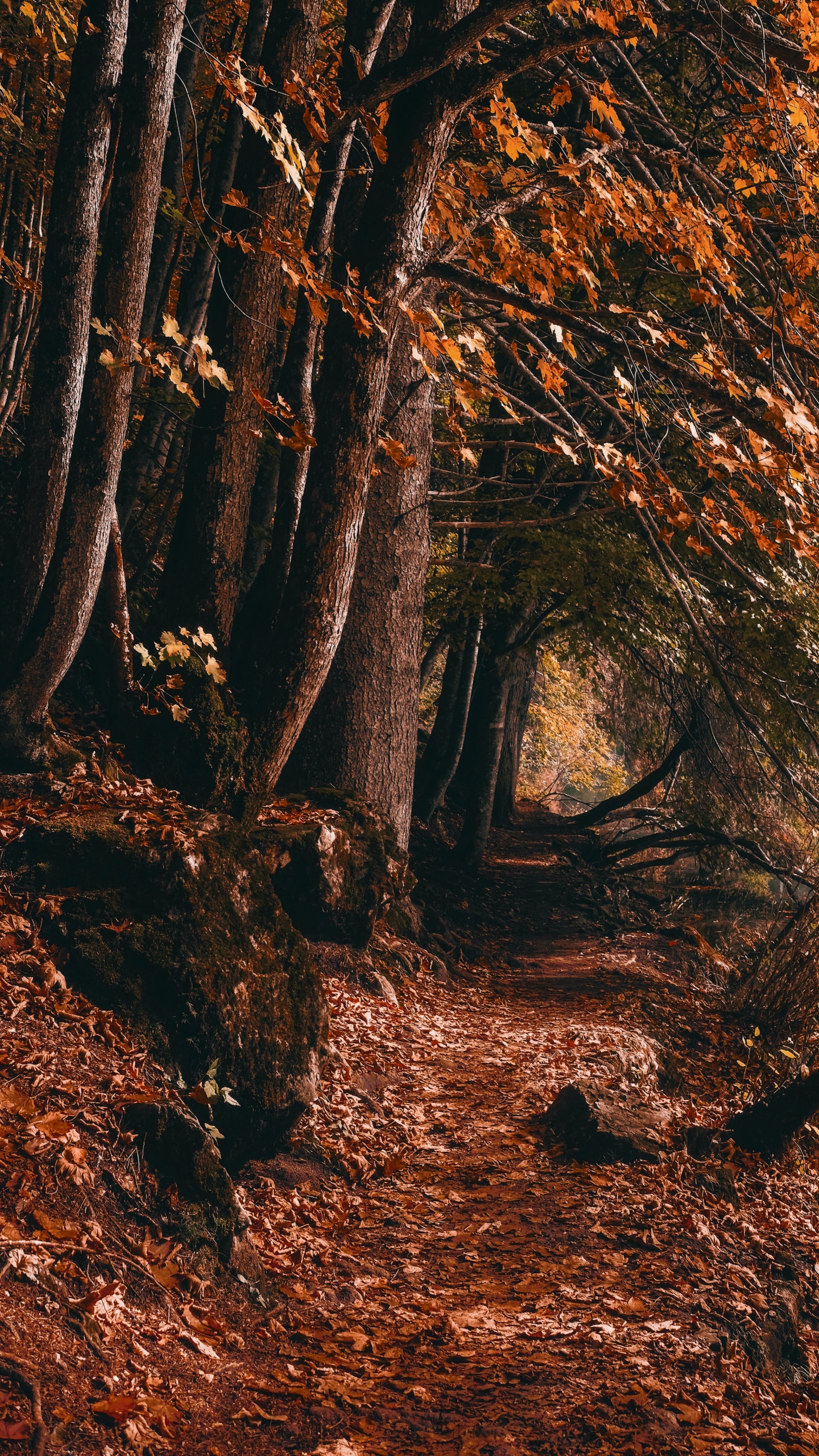 Woodland, Graphique, Paysage Naturel, Les Gens Dans la Nature, Rameau. Wallpaper in 1440x2560 Resolution