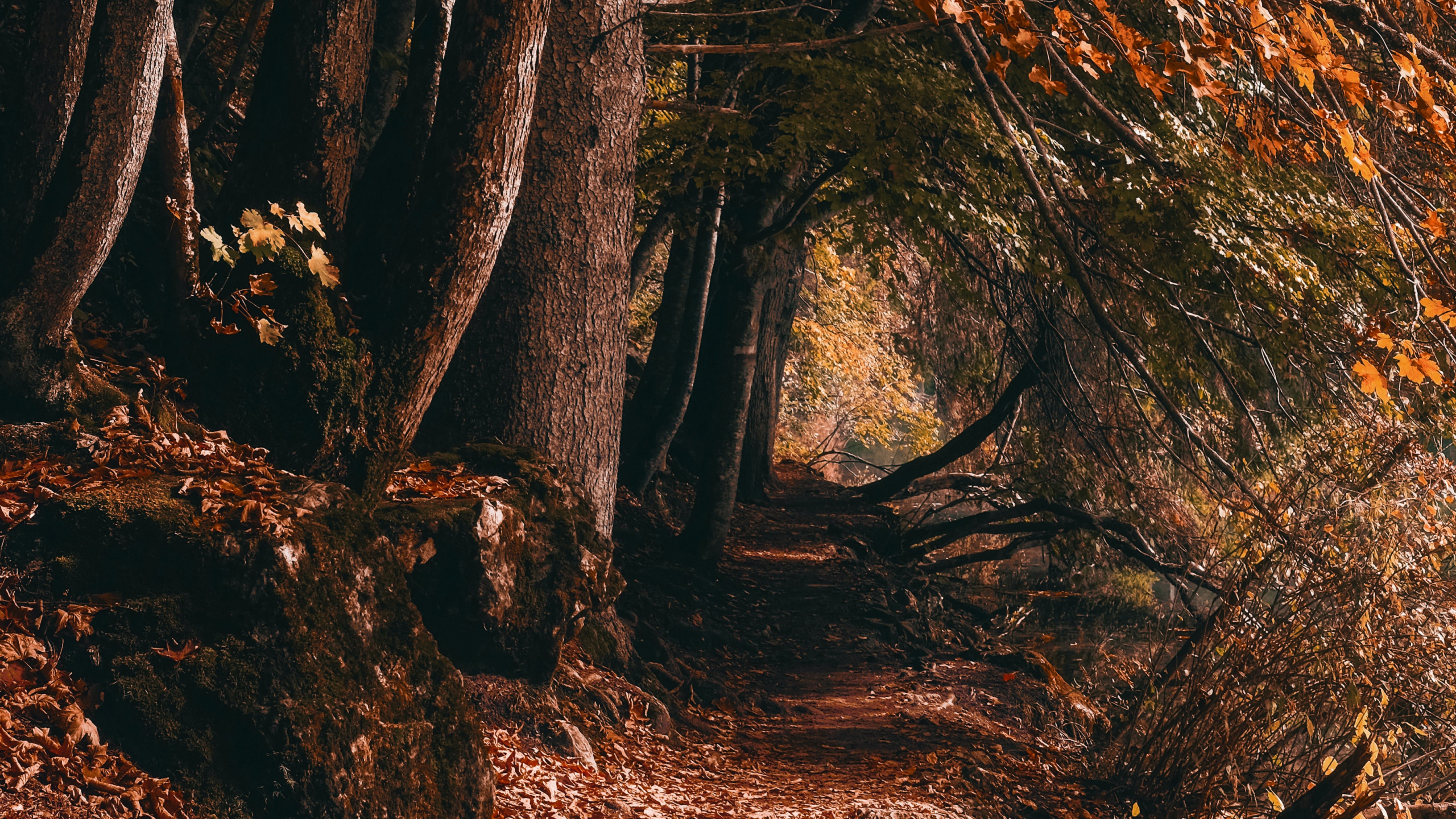 Woodland, Graphique, Paysage Naturel, Les Gens Dans la Nature, Rameau. Wallpaper in 2560x1440 Resolution