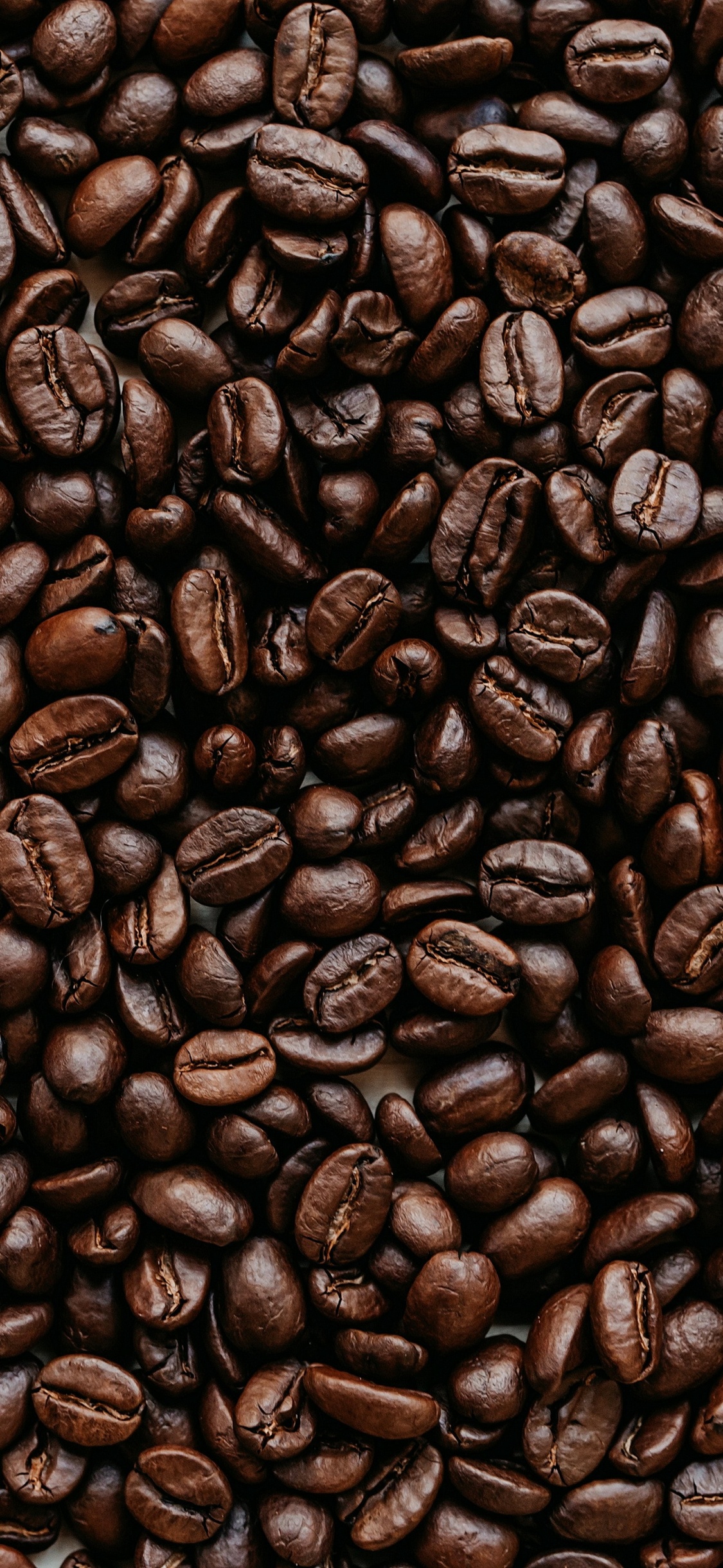 Cocoa Bean, Jamaican Blue Mountain Coffee, Coffee, Brown, Single-origin Coffee. Wallpaper in 1125x2436 Resolution