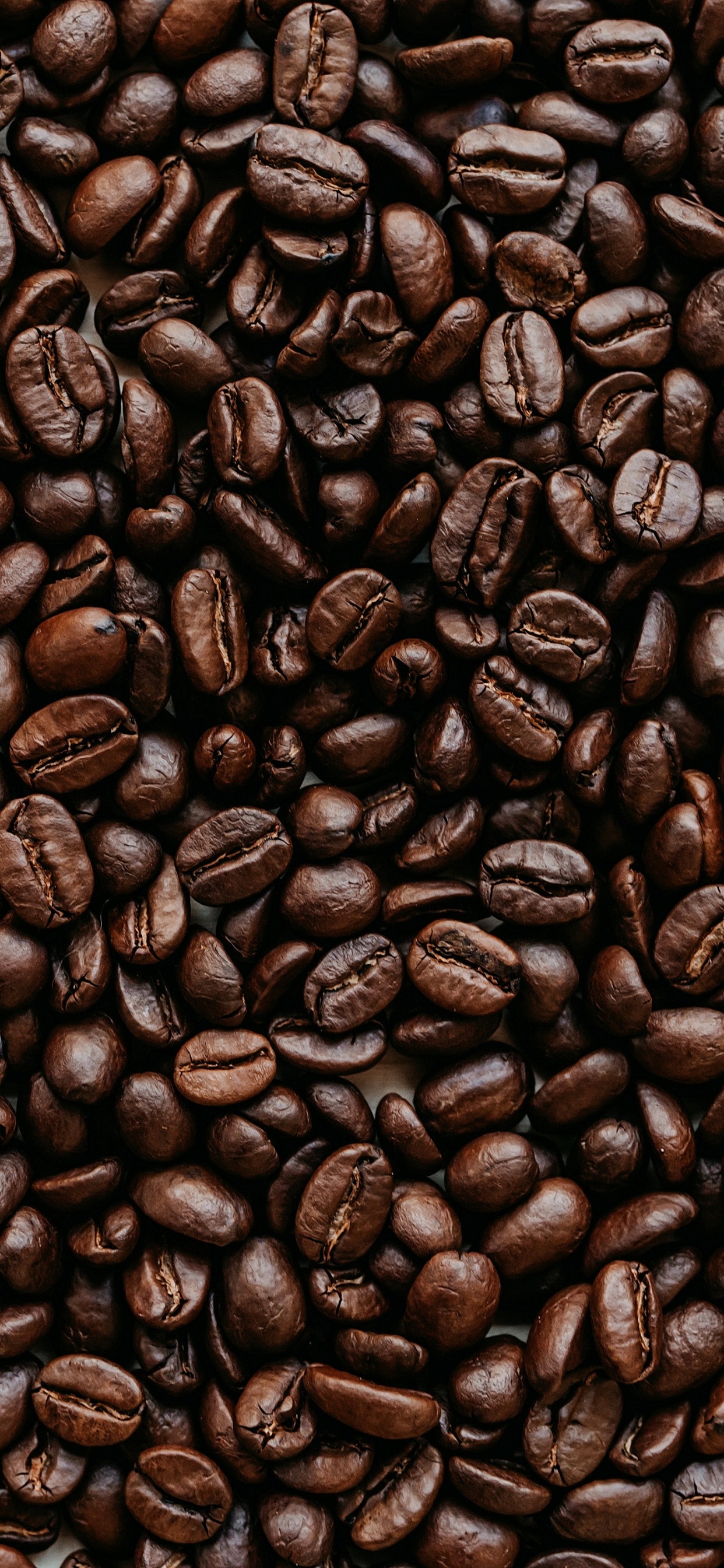 Cocoa Bean, Jamaican Blue Mountain Coffee, Coffee, Brown, Single-origin Coffee. Wallpaper in 1242x2688 Resolution