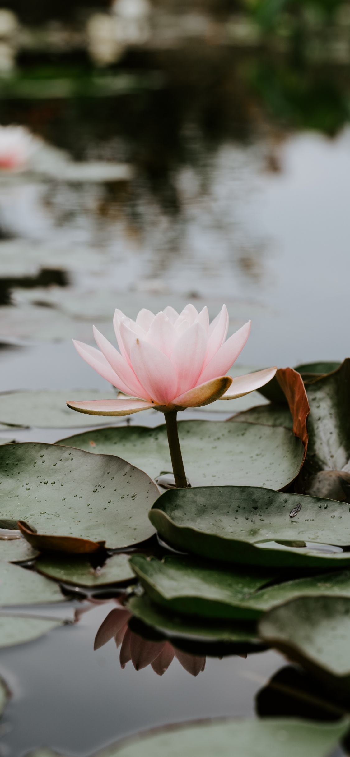 Pink Lotus Flower on Water. Wallpaper in 1125x2436 Resolution