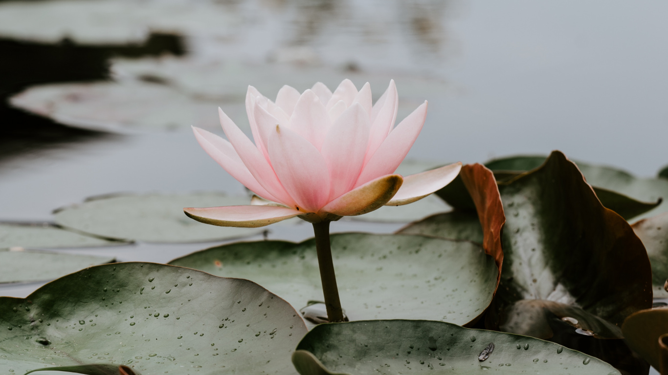 Pink Lotus Flower on Water. Wallpaper in 1366x768 Resolution