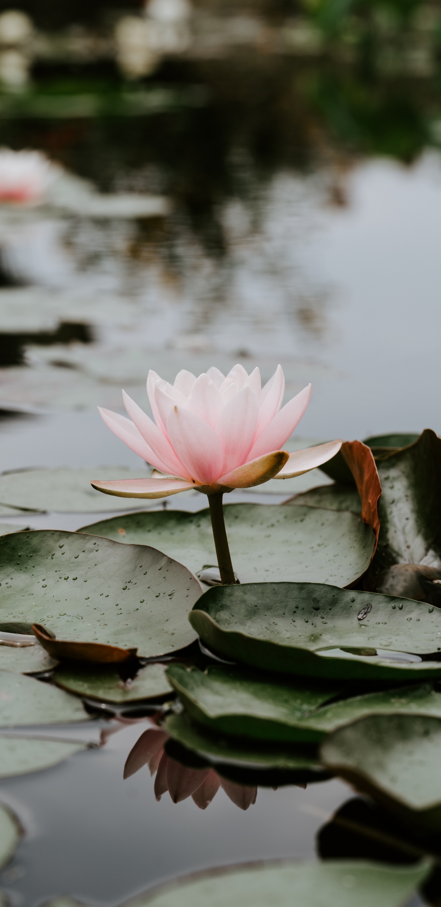 Pink Lotus Flower on Water. Wallpaper in 1440x2960 Resolution