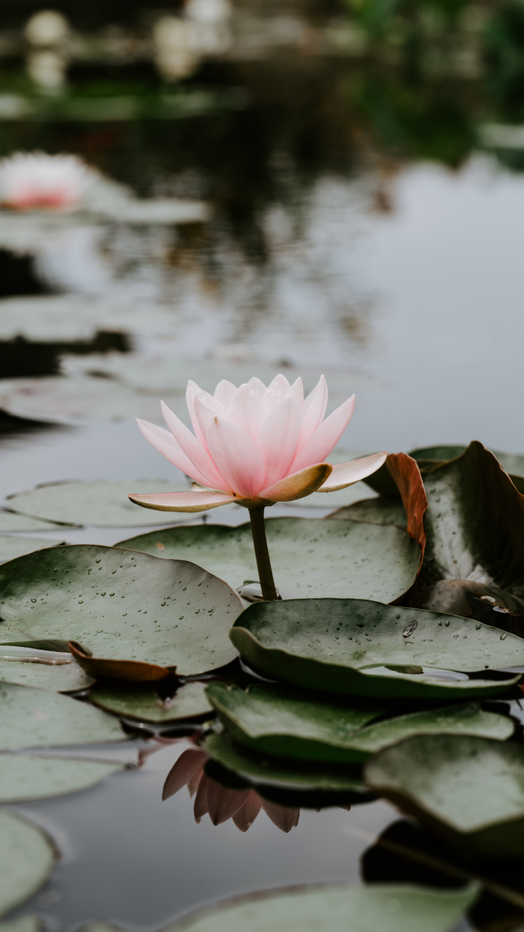 Fleur de Lotus Rose Sur L'eau. Wallpaper in 750x1334 Resolution