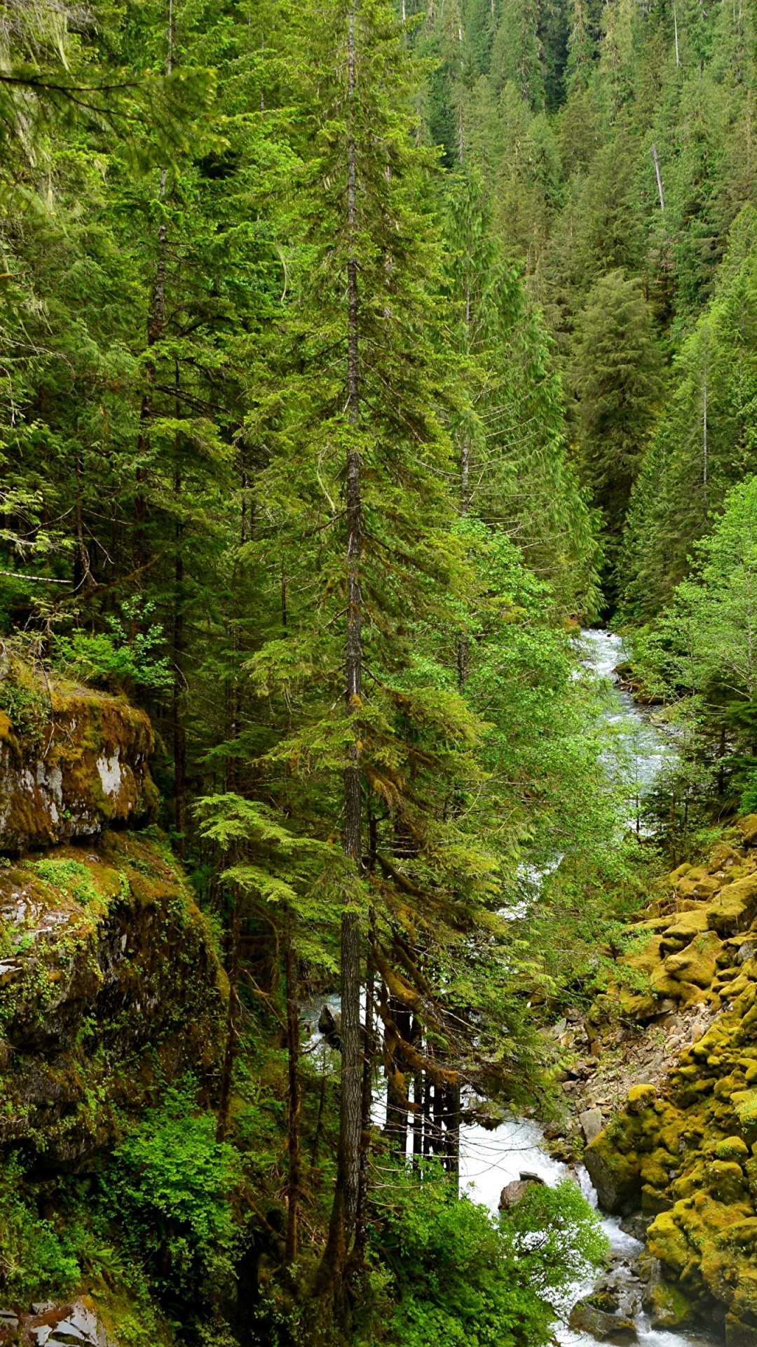 Pinos Verdes y Río. Wallpaper in 1080x1920 Resolution