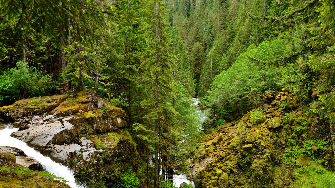 Green Pine Trees and River. Wallpaper in 1366x768 Resolution