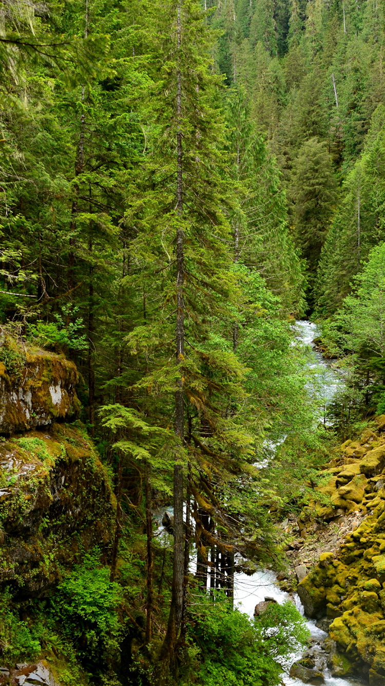 Grüne Pinien Und Fluss. Wallpaper in 750x1334 Resolution