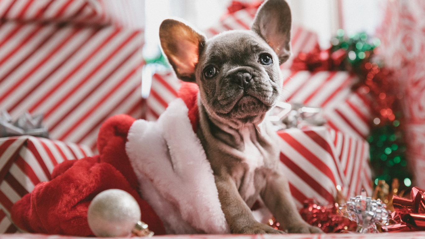 Chiot Carlin Marron Sur Textile Rayé Blanc et Rouge. Wallpaper in 1366x768 Resolution