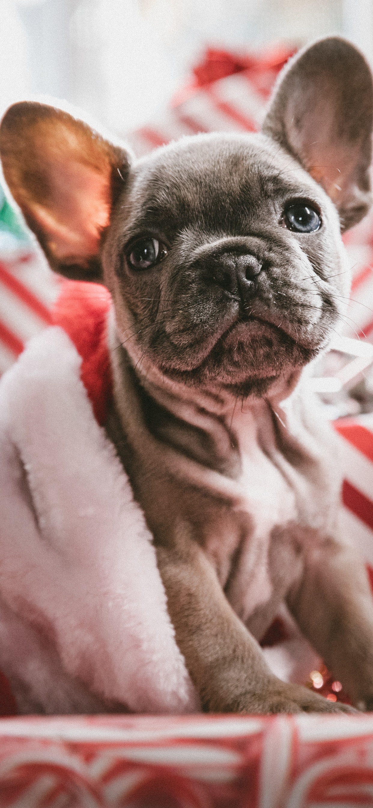 Brown Pug Puppy on White and Red Striped Textile. Wallpaper in 1242x2688 Resolution
