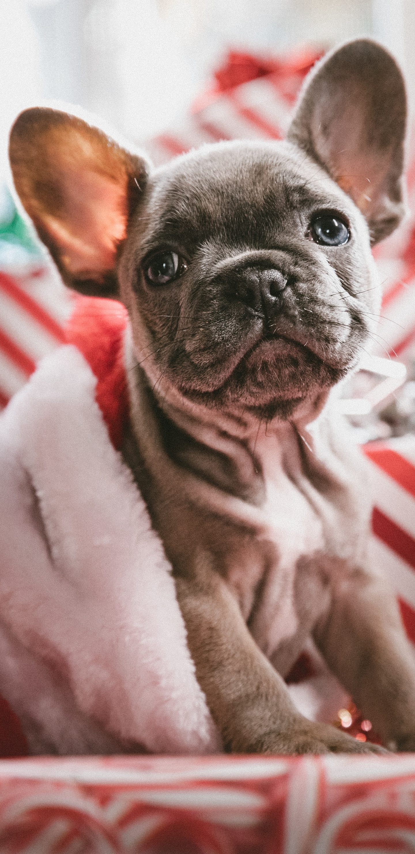 Brown Pug Puppy on White and Red Striped Textile. Wallpaper in 1440x2960 Resolution
