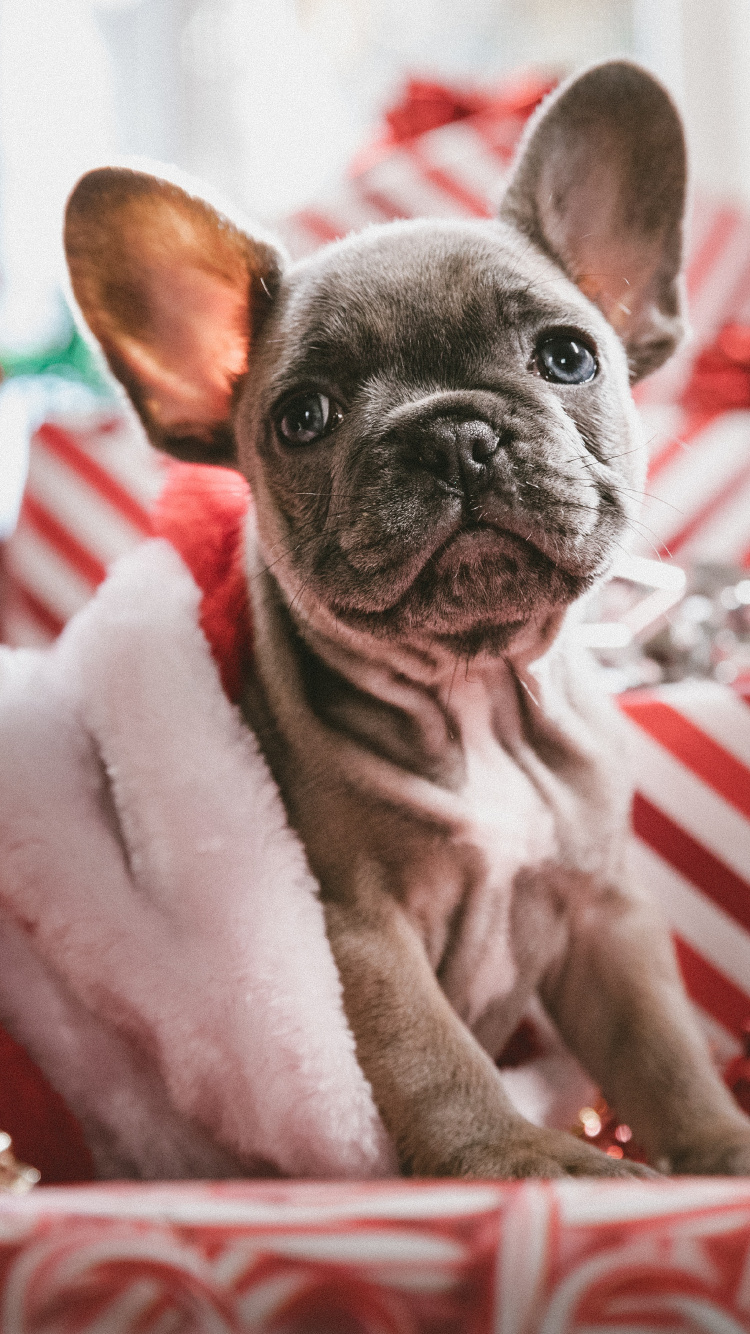 Brown Pug Puppy on White and Red Striped Textile. Wallpaper in 750x1334 Resolution
