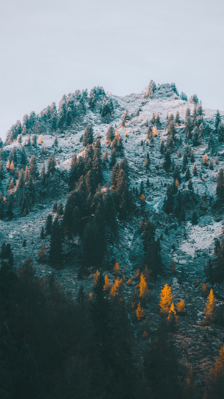 Árbol M, Turquesa, Montaje de Escenografía, Invierno, Geología. Wallpaper in 720x1280 Resolution