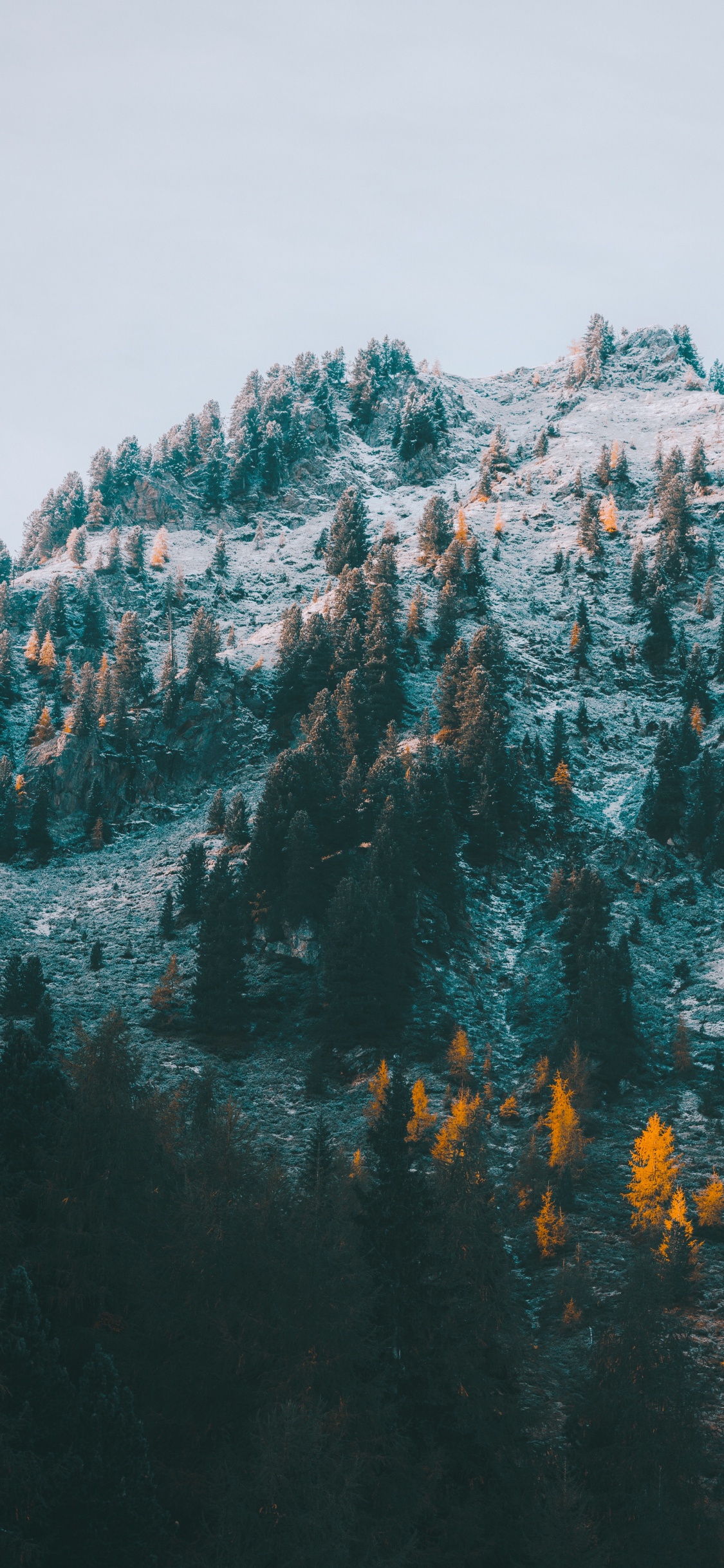 M-Baum, Türkis, Bergkette, Mount Scenery, Winter. Wallpaper in 1125x2436 Resolution