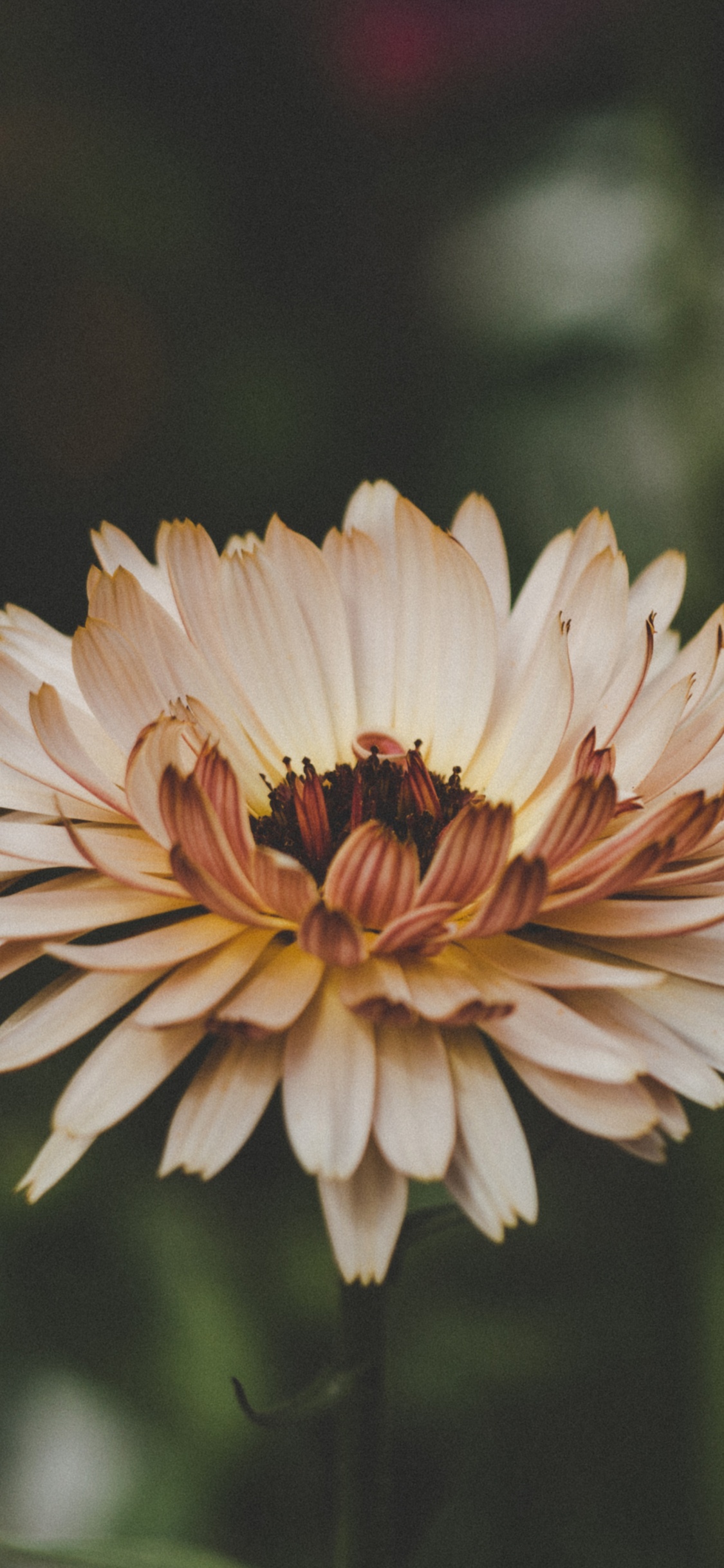 Gelbe Blume in Tilt-Shift-Linse. Wallpaper in 1125x2436 Resolution