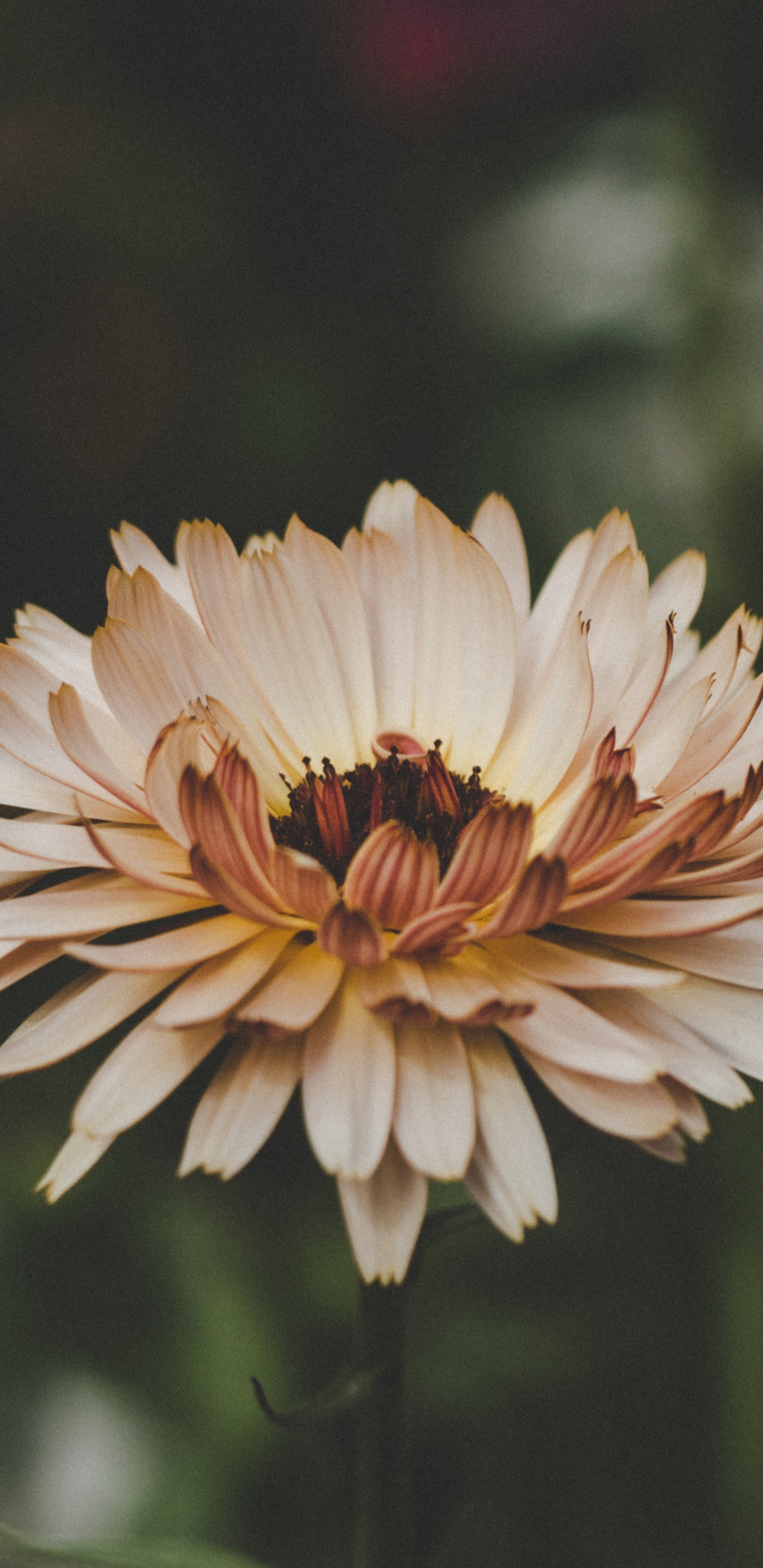 Gelbe Blume in Tilt-Shift-Linse. Wallpaper in 1440x2960 Resolution