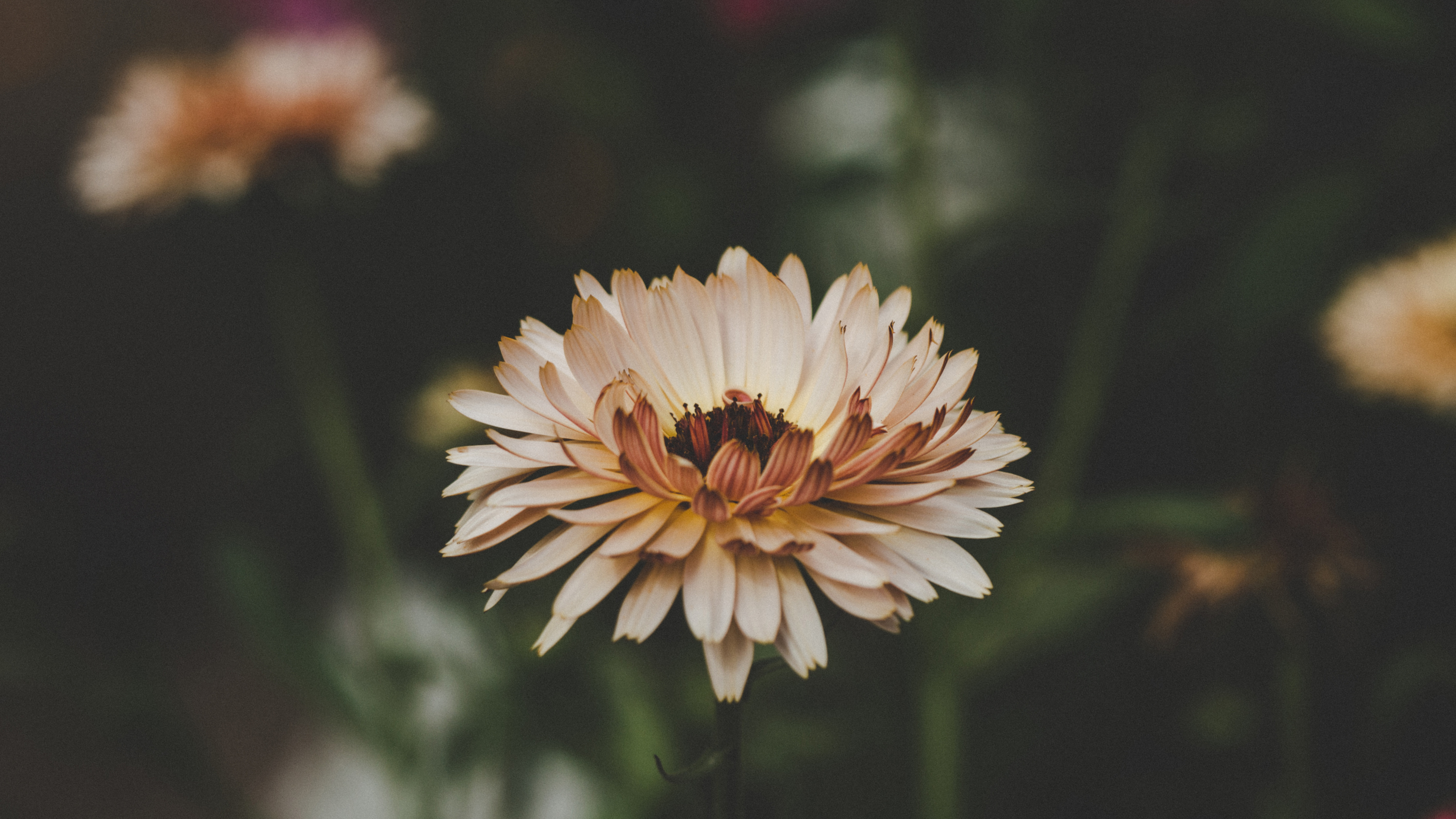 Gelbe Blume in Tilt-Shift-Linse. Wallpaper in 3840x2160 Resolution