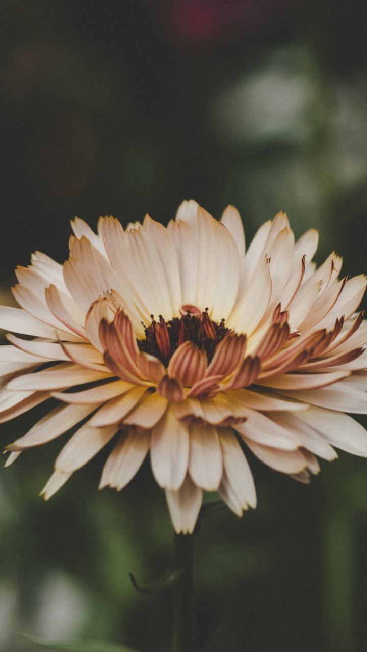 Fleur Jaune Dans L'objectif à Basculement. Wallpaper in 720x1280 Resolution