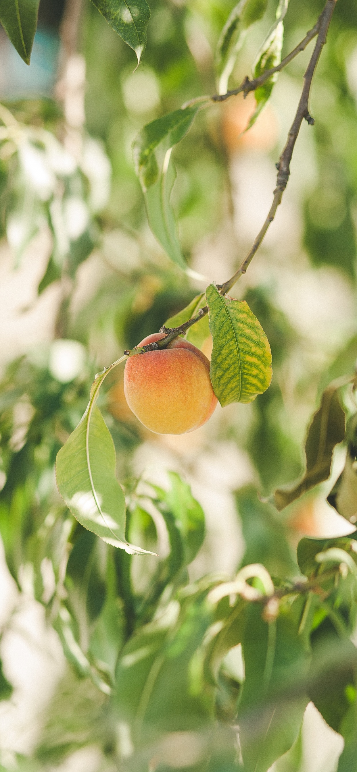 果树, 食品, 橙色 壁纸 1242x2688 允许