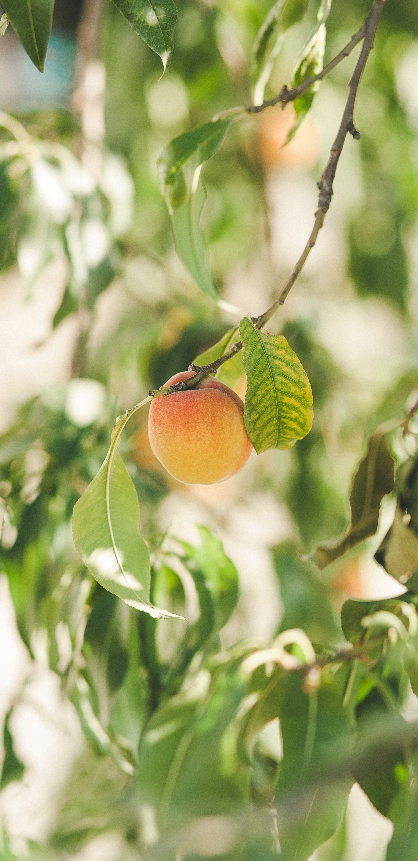 果树, 食品, 橙色 壁纸 1440x2960 允许