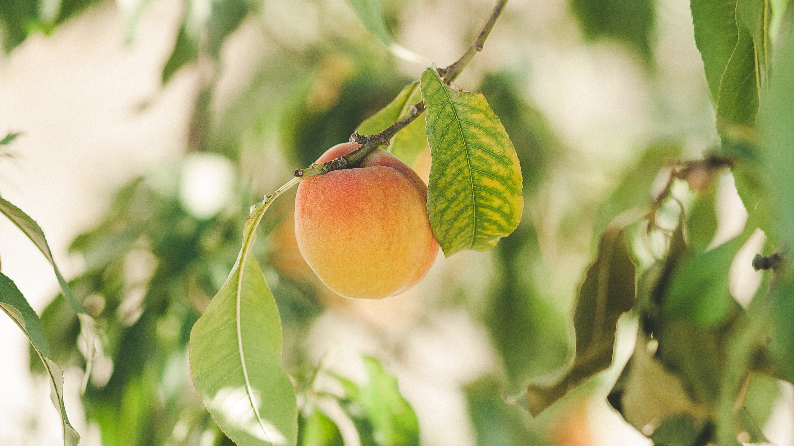 Orange Fruit on Green Leaves During Daytime. Wallpaper in 2560x1440 Resolution