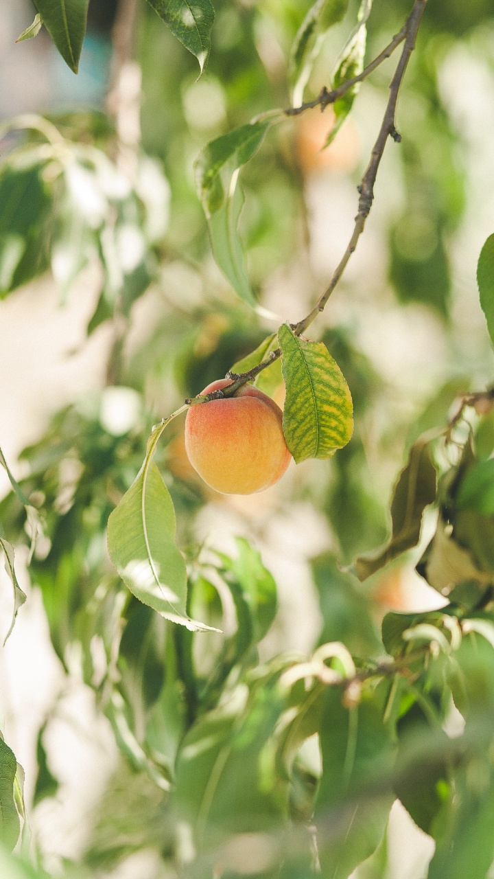 Orange Fruit on Green Leaves During Daytime. Wallpaper in 720x1280 Resolution