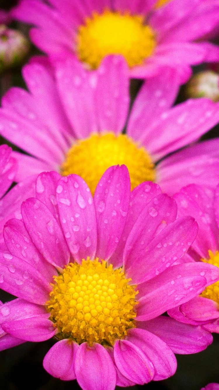 Purple Flower in Macro Shot. Wallpaper in 750x1334 Resolution