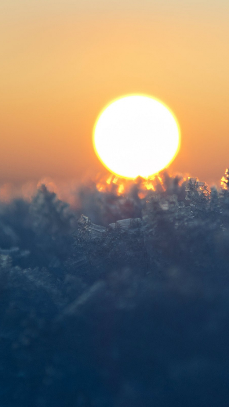 Sun Setting Over The Trees. Wallpaper in 750x1334 Resolution