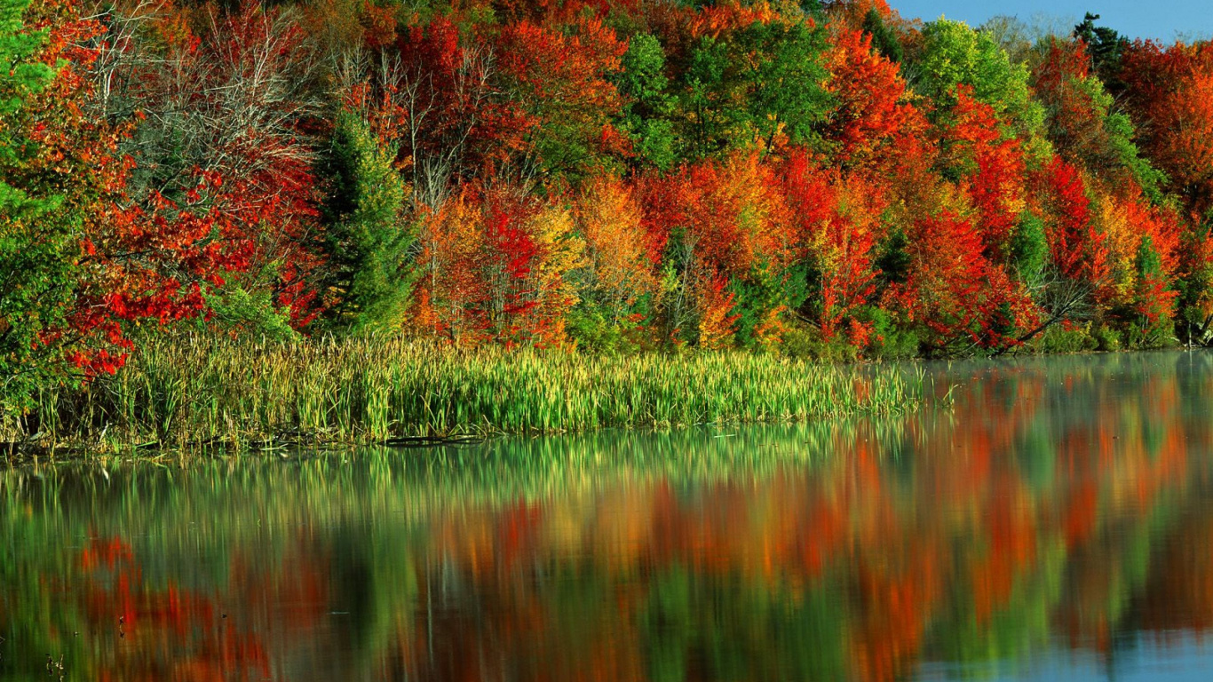 Arbres Rouges et Verts au Bord de la Rivière Pendant la Journée. Wallpaper in 1366x768 Resolution