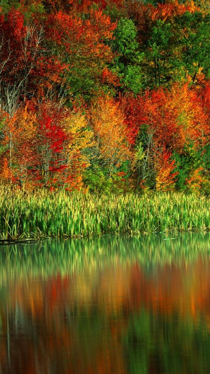 Arbres Rouges et Verts au Bord de la Rivière Pendant la Journée. Wallpaper in 720x1280 Resolution