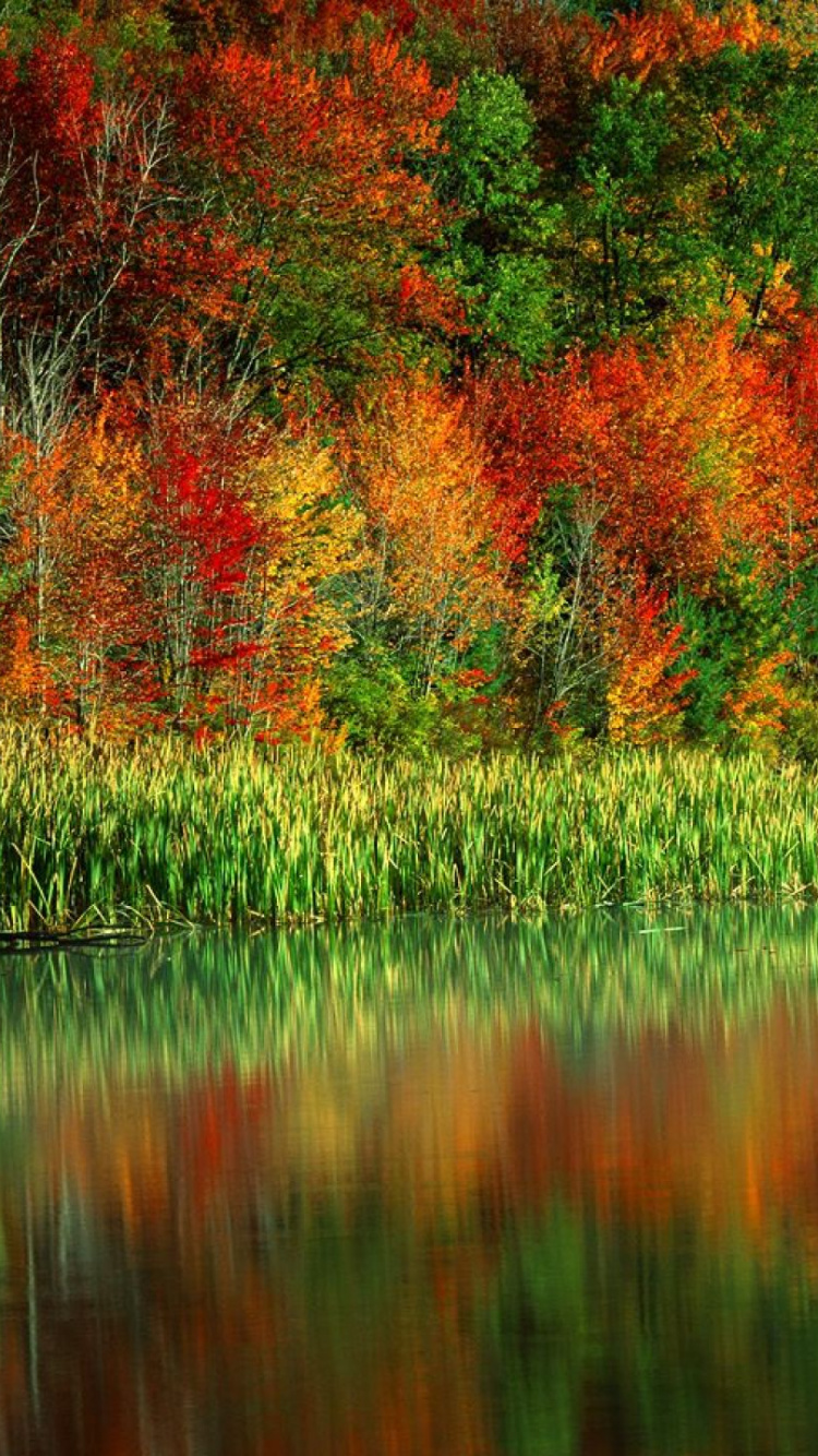 Arbres Rouges et Verts au Bord de la Rivière Pendant la Journée. Wallpaper in 750x1334 Resolution
