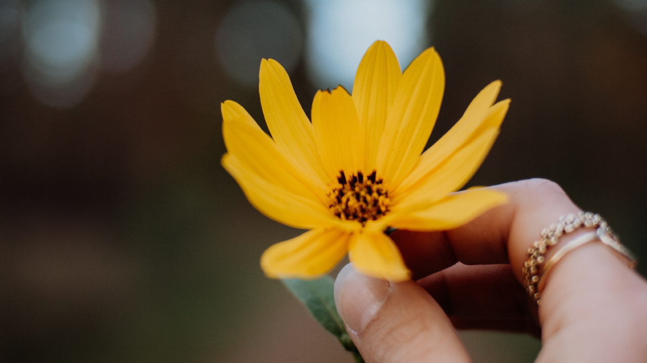 Person Mit Gelber Gänseblümchenblume. Wallpaper in 1280x720 Resolution