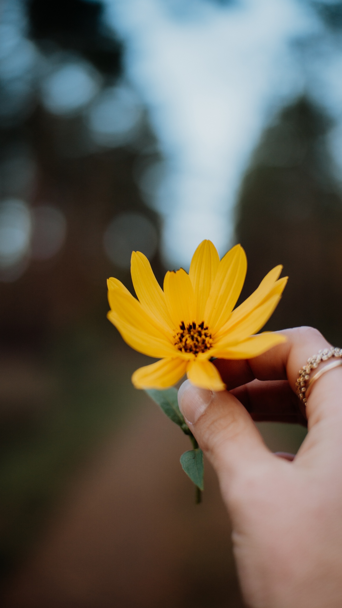 Person Mit Gelber Gänseblümchenblume. Wallpaper in 1440x2560 Resolution