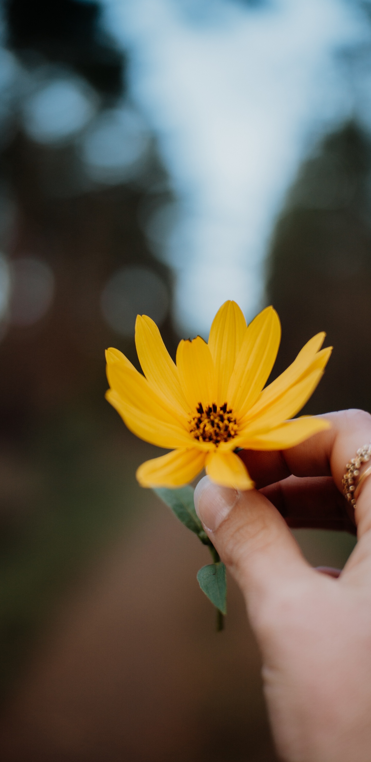 Person Mit Gelber Gänseblümchenblume. Wallpaper in 1440x2960 Resolution