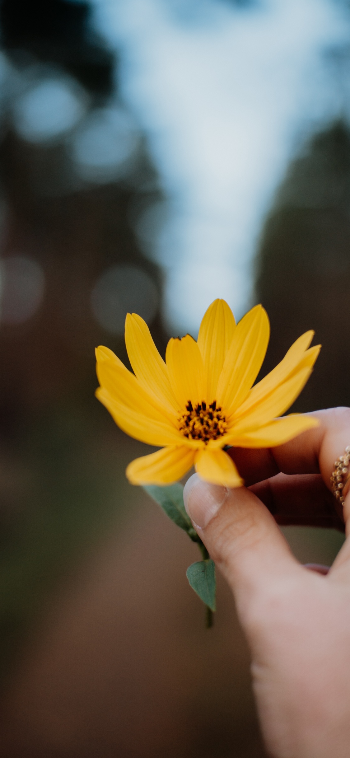 Person Holding Yellow Daisy Flower. Wallpaper in 1125x2436 Resolution