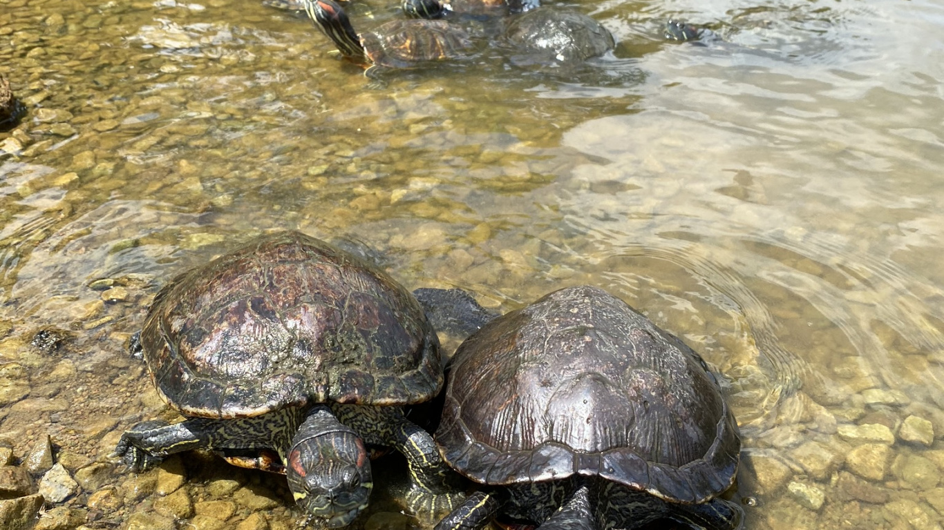 Gewöhnliche Schnappschildkröte, Wasser, Teichschildkröten, Gewässer, Reptil. Wallpaper in 1366x768 Resolution