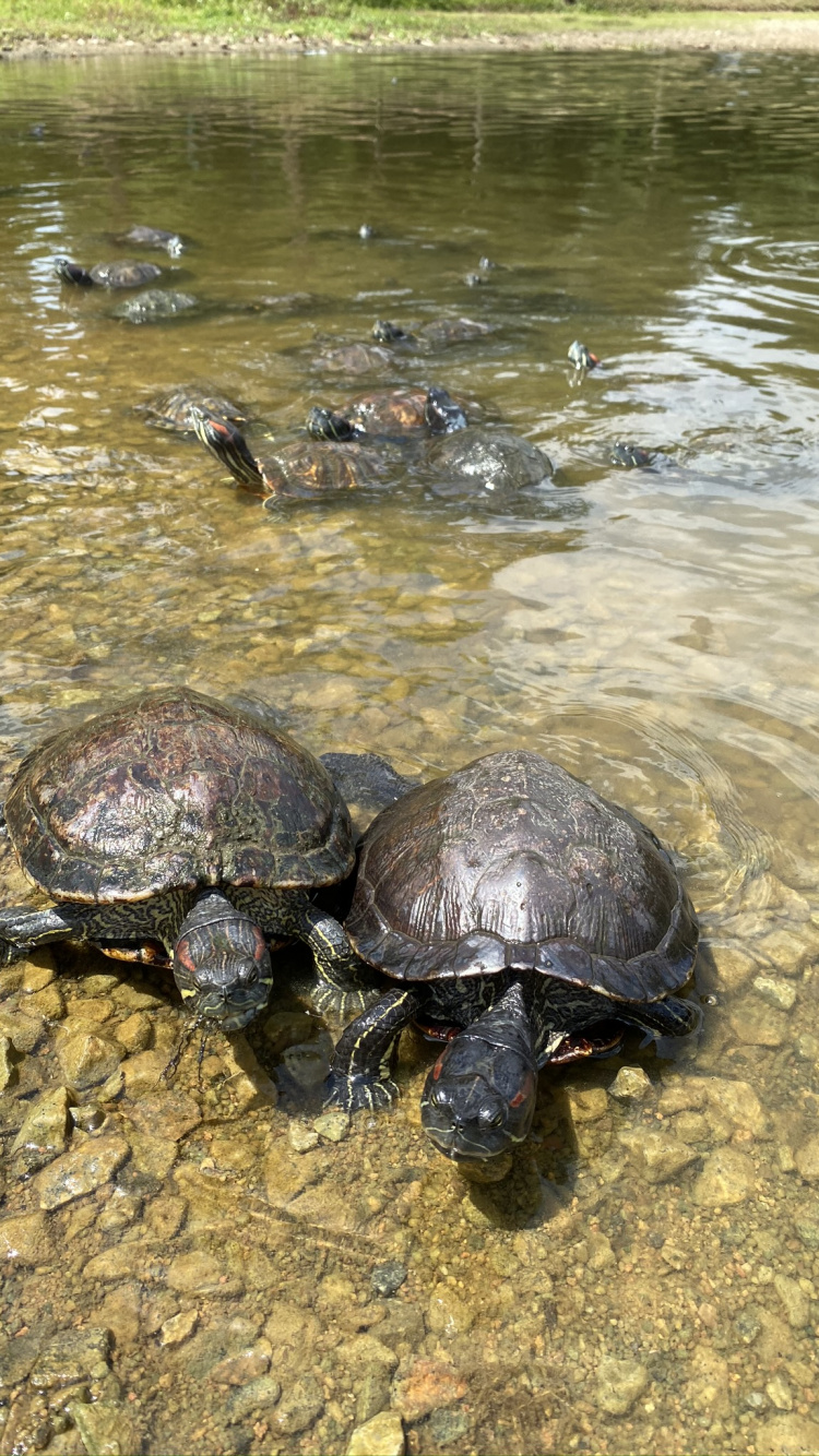 Gewöhnliche Schnappschildkröte, Wasser, Teichschildkröten, Gewässer, Reptil. Wallpaper in 750x1334 Resolution