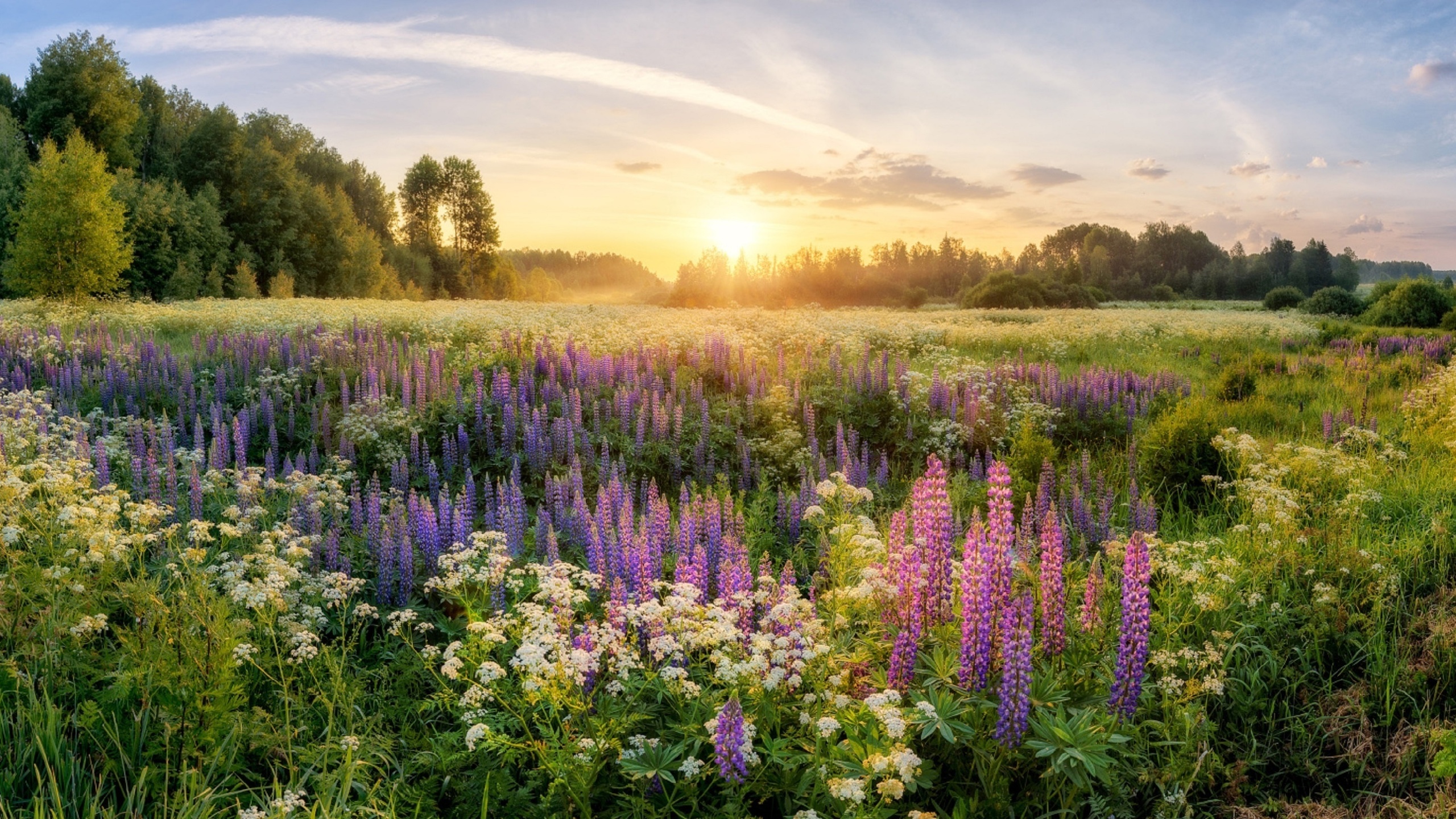 Purple Flower Field During Daytime. Wallpaper in 2560x1440 Resolution