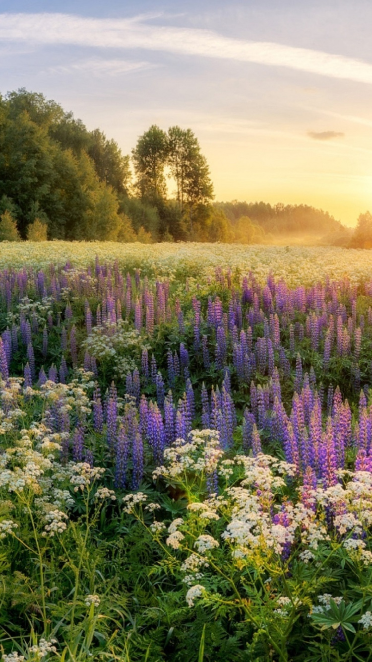 Purple Flower Field During Daytime. Wallpaper in 750x1334 Resolution