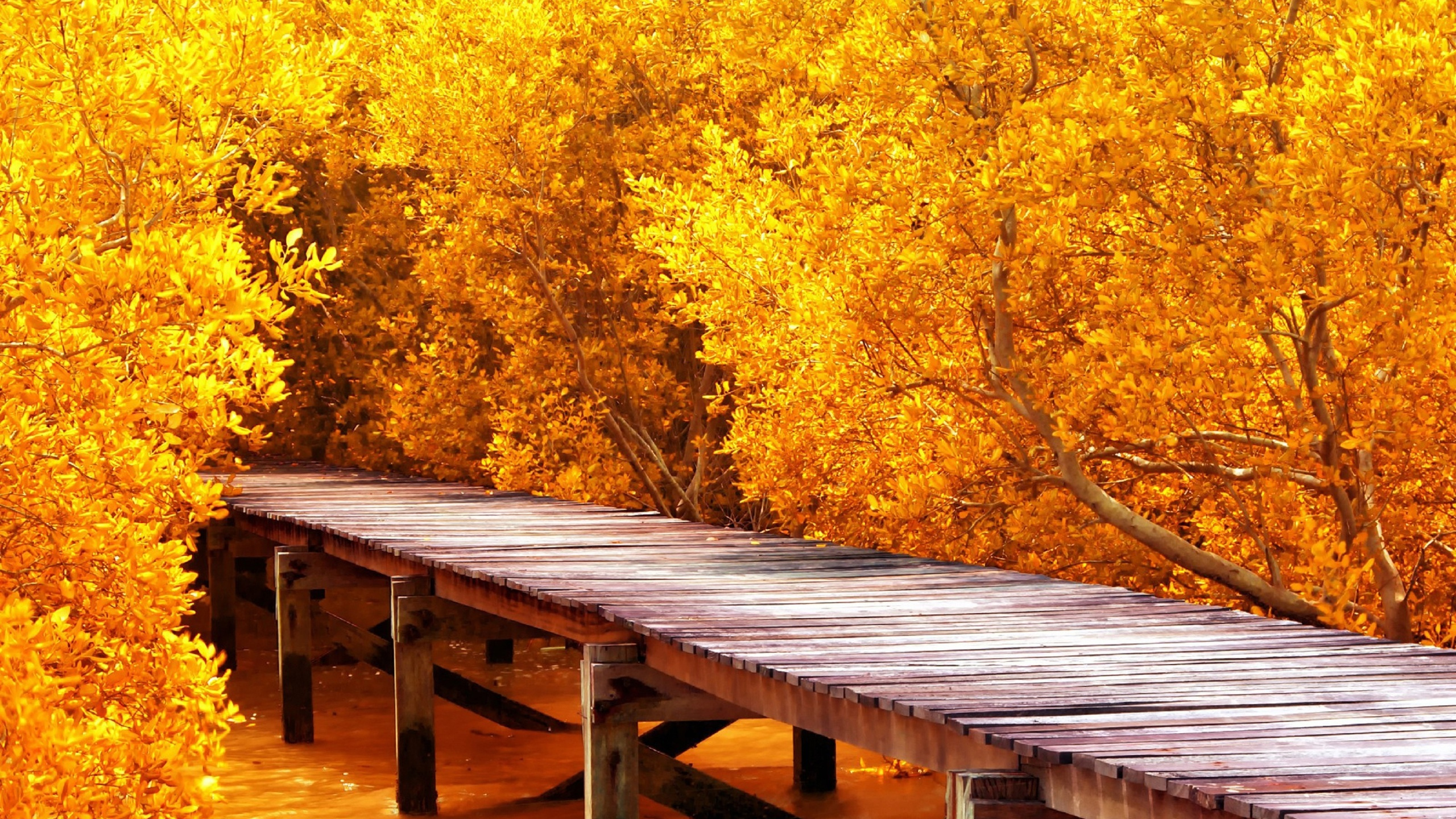 Quai en Bois Brun Près Des Arbres à Feuilles Jaunes Pendant la Journée. Wallpaper in 2560x1440 Resolution