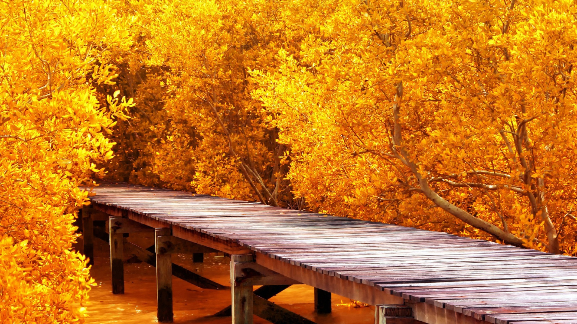 Braunes Holzdock in Der Nähe Von Gelben Blattbäumen Tagsüber. Wallpaper in 1920x1080 Resolution