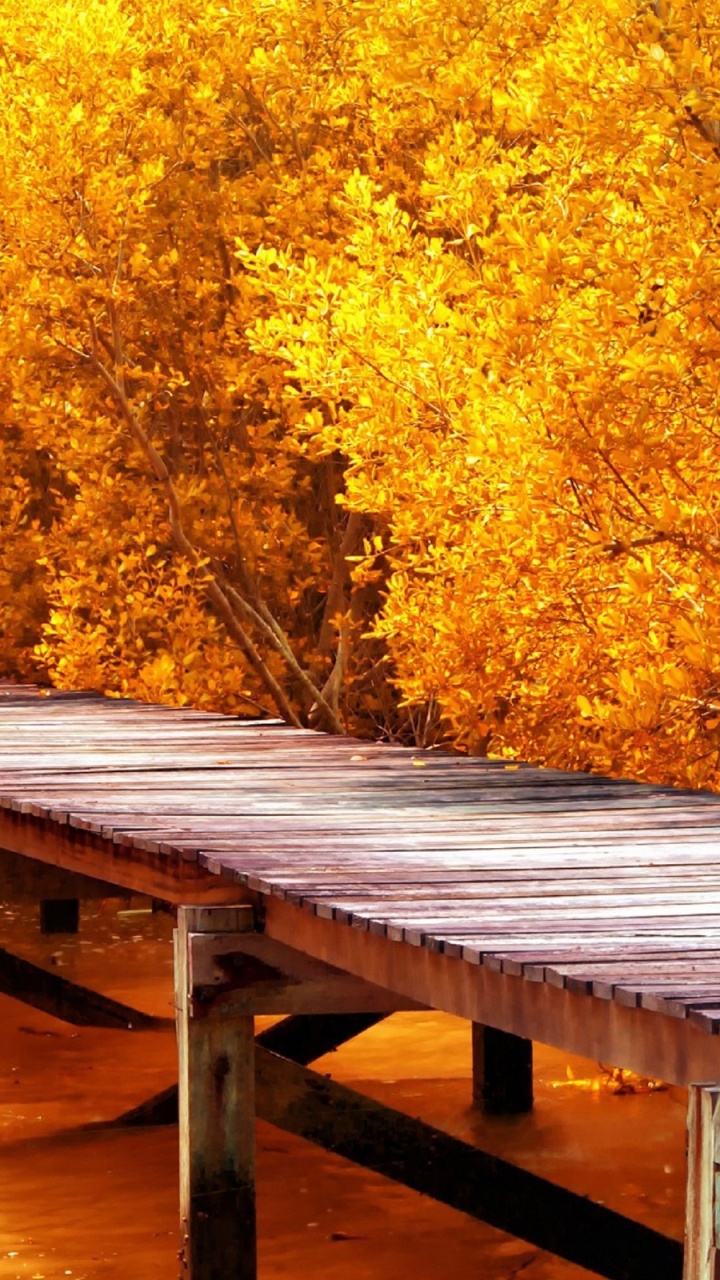 Brown Wooden Dock Near Yellow Leaf Trees During Daytime. Wallpaper in 720x1280 Resolution