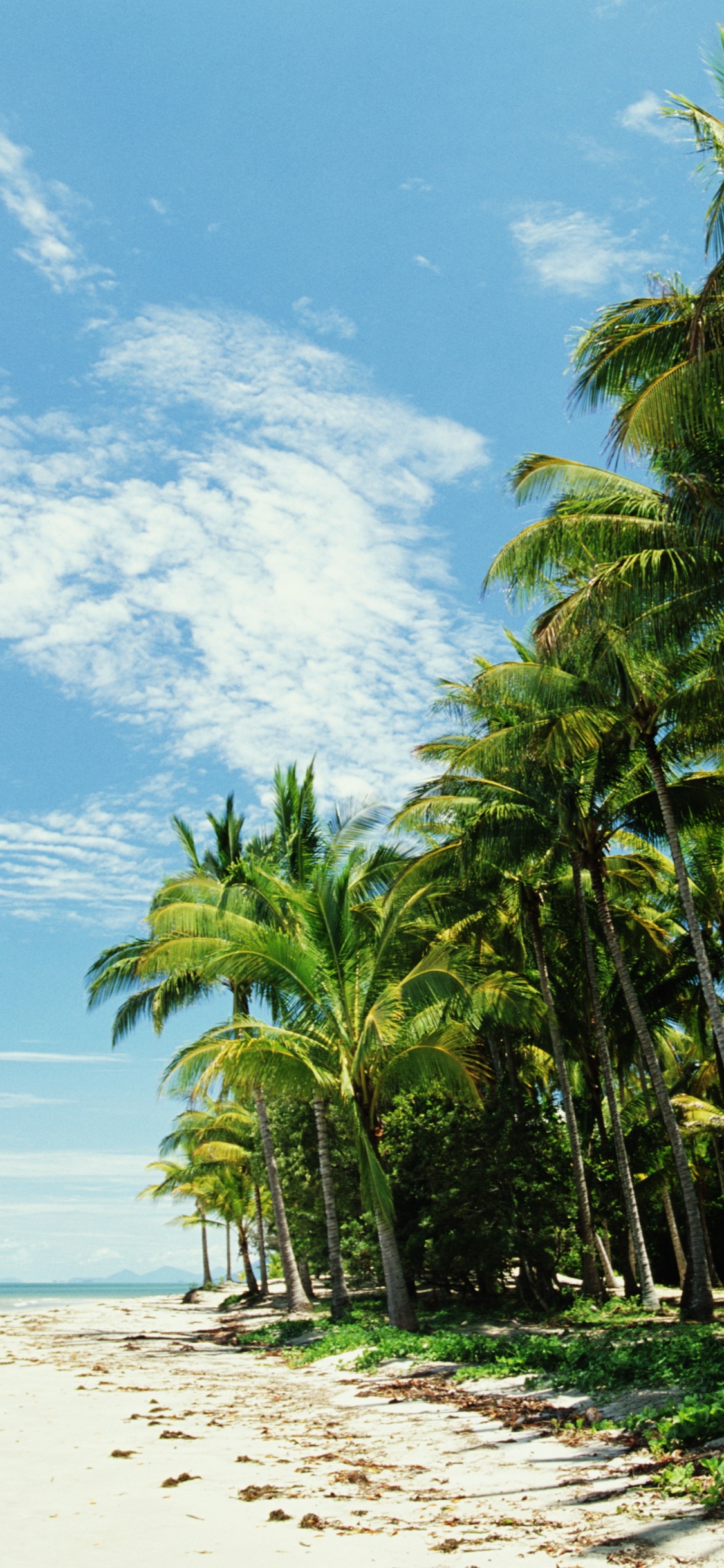 Green Palm Trees on White Sand Beach During Daytime. Wallpaper in 1125x2436 Resolution