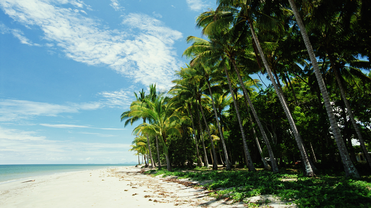 Download 1280x720 Wallpaper Green Palm Trees on White Sand Beach During Daytime Green Palm Trees on White Sand Beach During Daytime. Wallpaper in 1280x720 Resolution