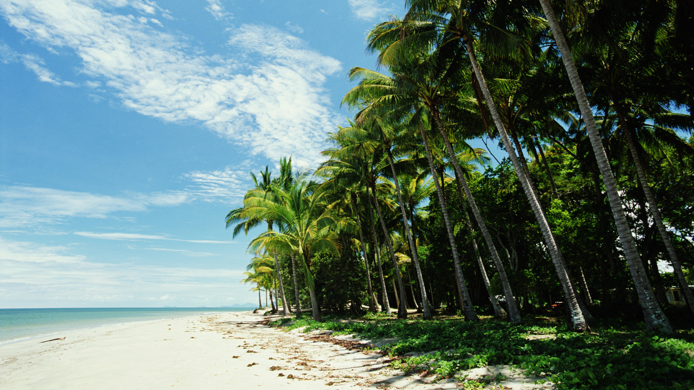 Green Palm Trees on White Sand Beach During Daytime. Wallpaper in 1366x768 Resolution