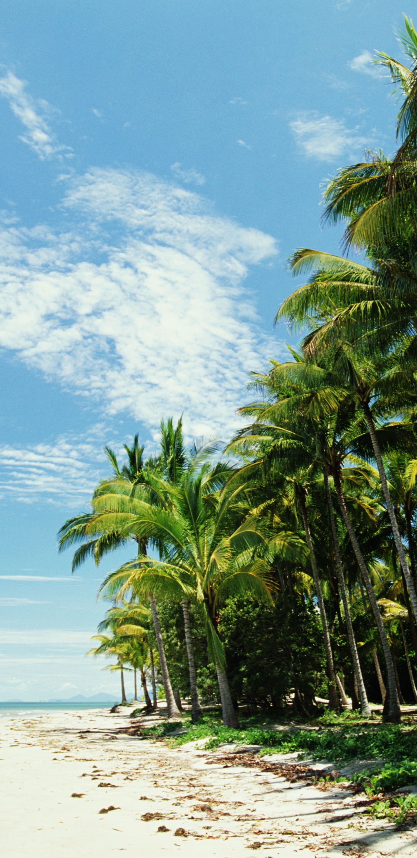 Green Palm Trees on White Sand Beach During Daytime. Wallpaper in 1440x2960 Resolution