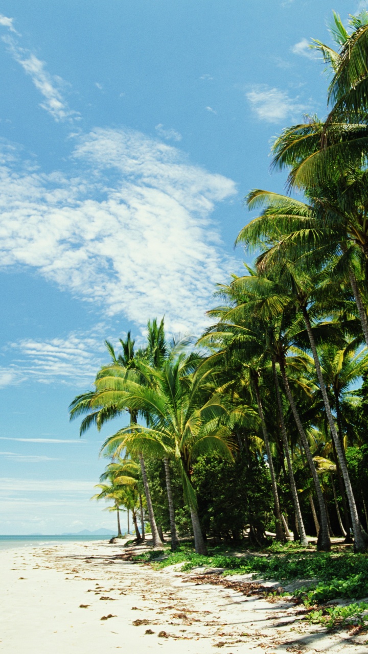 Palmiers Verts Sur la Plage de Sable Blanc Pendant la Journée. Wallpaper in 720x1280 Resolution