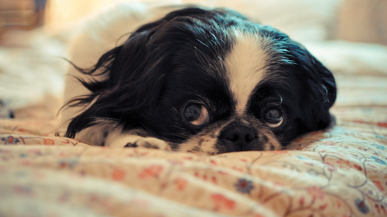 Black and White Long Haired Small Sized Dog Lying on White and Brown Textile. Wallpaper in 1280x720 Resolution