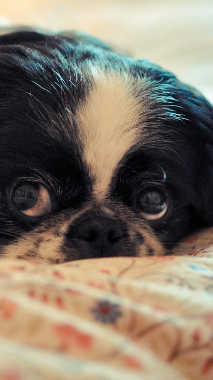 Black and White Long Haired Small Sized Dog Lying on White and Brown Textile. Wallpaper in 720x1280 Resolution